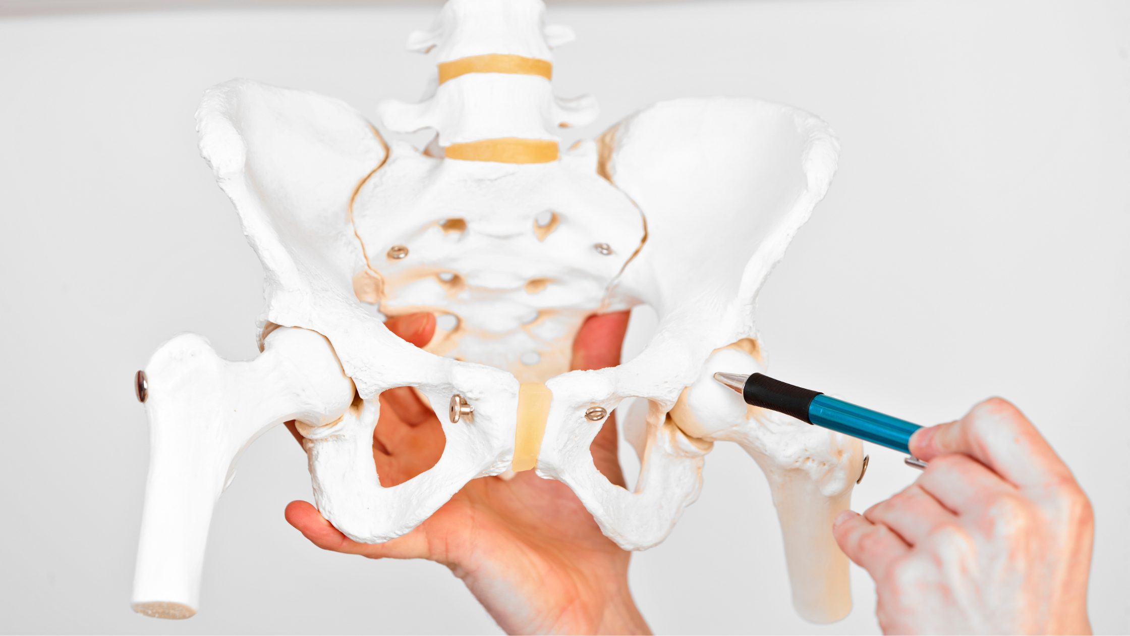 Doctor pointing at human hip bone explaining result of dehydrated hips