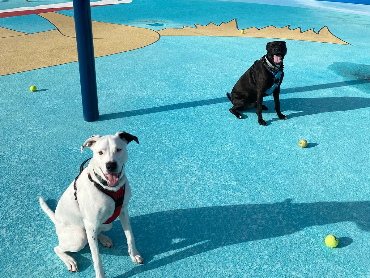 a black dog and a white dog at a playground