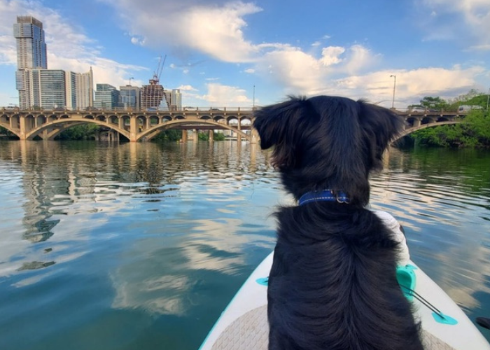 black dog on paddle board with a city scene