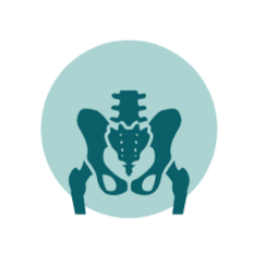 An icon depicting a human pelvic bone in dark teal against a light teal circular background.